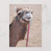 Camel Briefkaart (Voorkant)