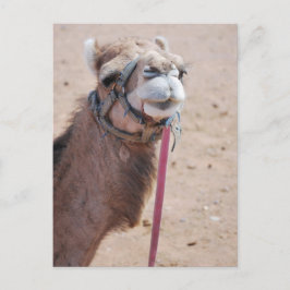 Camel Briefkaart