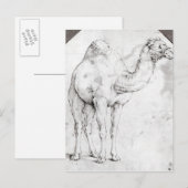 Camel Briefkaart (Voorkant / Achterkant)