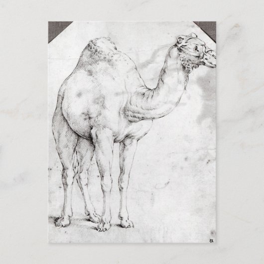 Camel Briefkaart (Voorkant)