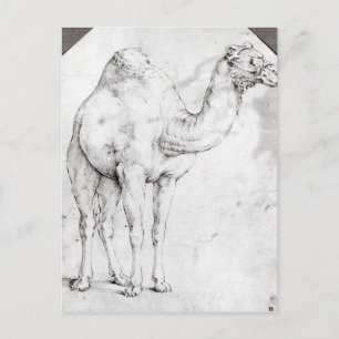 Camel Briefkaart