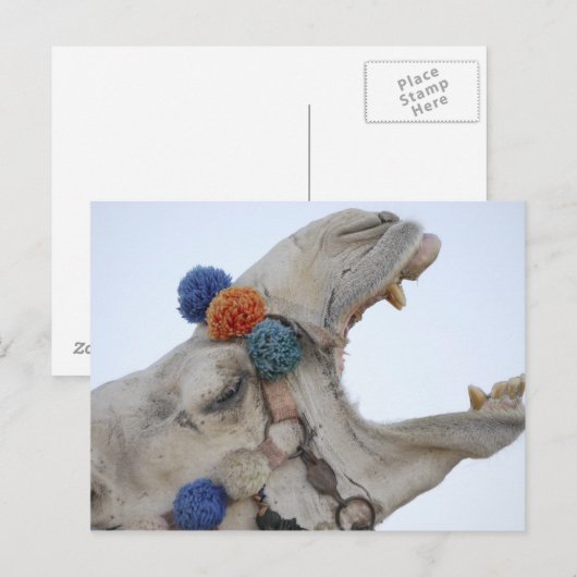 Camel Briefkaart (Voorkant / Achterkant)