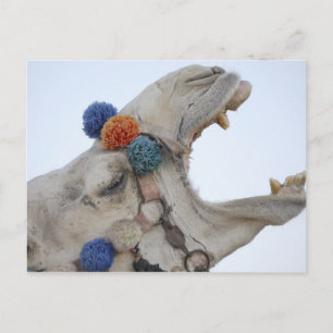 Camel Briefkaart