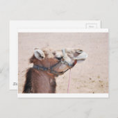 Camel Briefkaart (Voorkant / Achterkant)