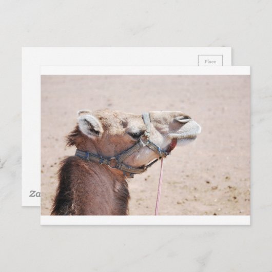 Camel Briefkaart (Voorkant / Achterkant)