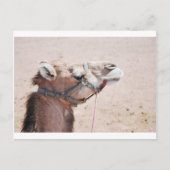 Camel Briefkaart (Voorkant)