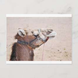 Camel Briefkaart