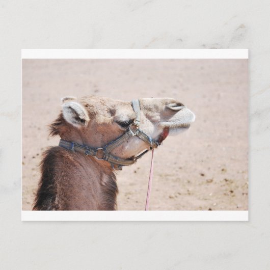 Camel Briefkaart (Voorkant)