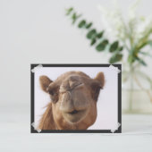 Camel Briefkaart (Staand voorkant)