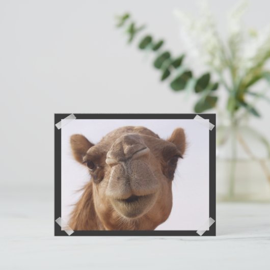 Camel Briefkaart (Staand voorkant)