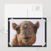 Camel Briefkaart (Voorkant / Achterkant)