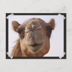 Camel Briefkaart