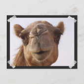 Camel Briefkaart (Voorkant)