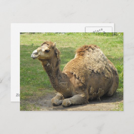 Camel Briefkaart (Voorkant / Achterkant)