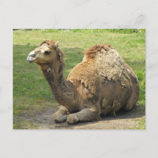 Camel Briefkaart (Voorkant)