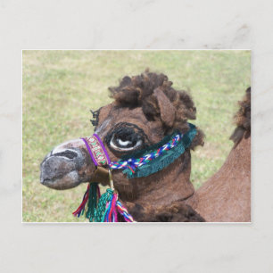 Camel Briefkaart