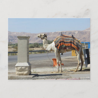 Camel Briefkaart