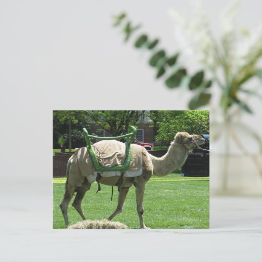 Camel Briefkaart (Staand voorkant)