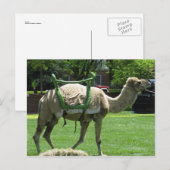 Camel Briefkaart (Voorkant / Achterkant)