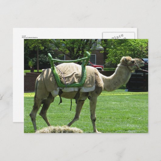 Camel Briefkaart (Voorkant / Achterkant)