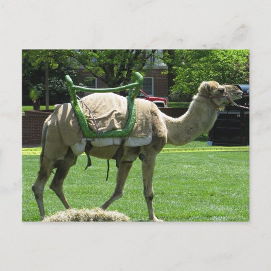 Camel Briefkaart (Voorkant)