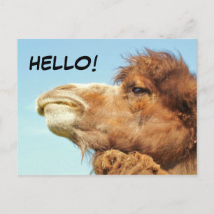 Camel - Briefkaart