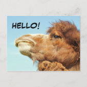 Camel - Briefkaart (Voorkant)