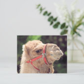 Camel Briefkaart (Staand voorkant)