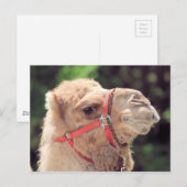 Camel Briefkaart (Voorkant / Achterkant)