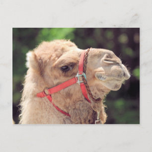 Camel Briefkaart