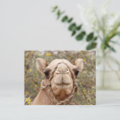 Camel Briefkaart (Staand voorkant)