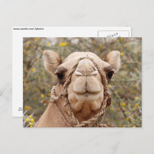 Camel Briefkaart (Voorkant / Achterkant)
