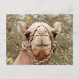 Camel Briefkaart