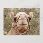 Camel Briefkaart (Voorkant)