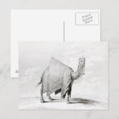 Camel Briefkaart (Voorkant / Achterkant)