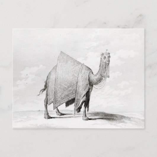 Camel Briefkaart (Voorkant)