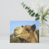 Camel Briefkaart (Staand voorkant)
