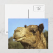 Camel Briefkaart (Voorkant / Achterkant)