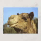 Camel Briefkaart (Voorkant)