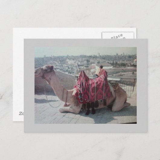 CAMEL BRIEFKAART (Voorkant / Achterkant)