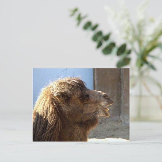 Camel Briefkaart (Staand voorkant)