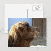 Camel Briefkaart (Voorkant / Achterkant)