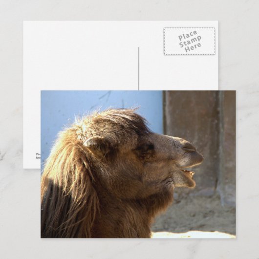 Camel Briefkaart (Voorkant / Achterkant)