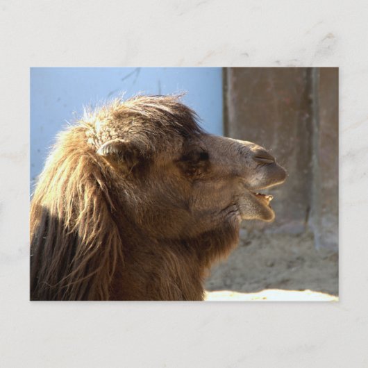 Camel Briefkaart (Voorkant)