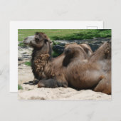 Camel Briefkaart (Voorkant / Achterkant)