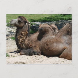 Camel Briefkaart