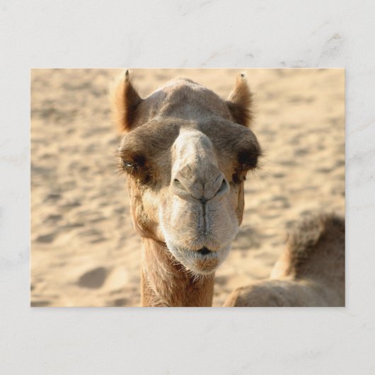 Camel Briefkaart (Voorkant)