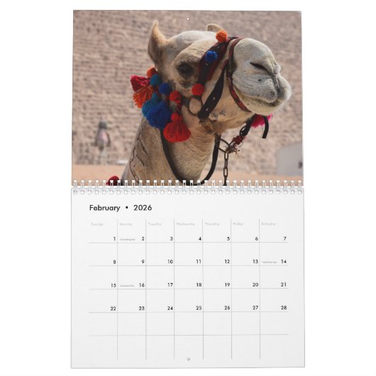 Camel Calendar Kalender (Feb 2026)