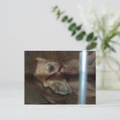 Camel Closeup, 1 Briefkaart (Staand voorkant)