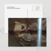 Camel Closeup, 1 Briefkaart (Voorkant / Achterkant)